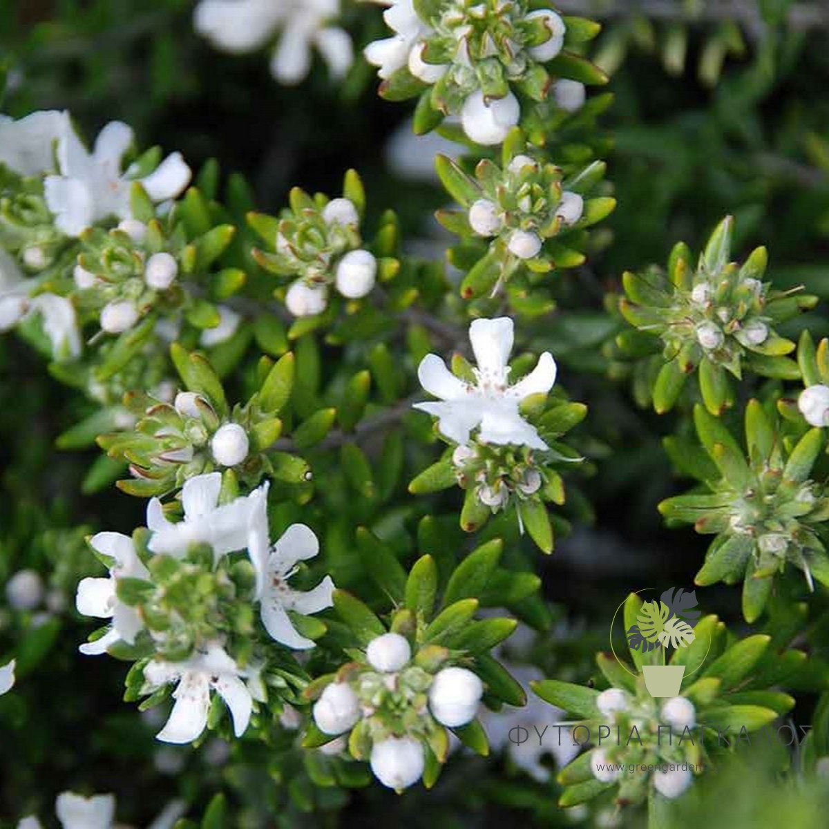 🌿 ΒΕΣΤΡΙΤΣΙΑ – Westringia fruticosa - 5 lt